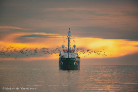 Wo ist der Dorsch? Ein Landratten-Seminar zum Schutz der Ostsee